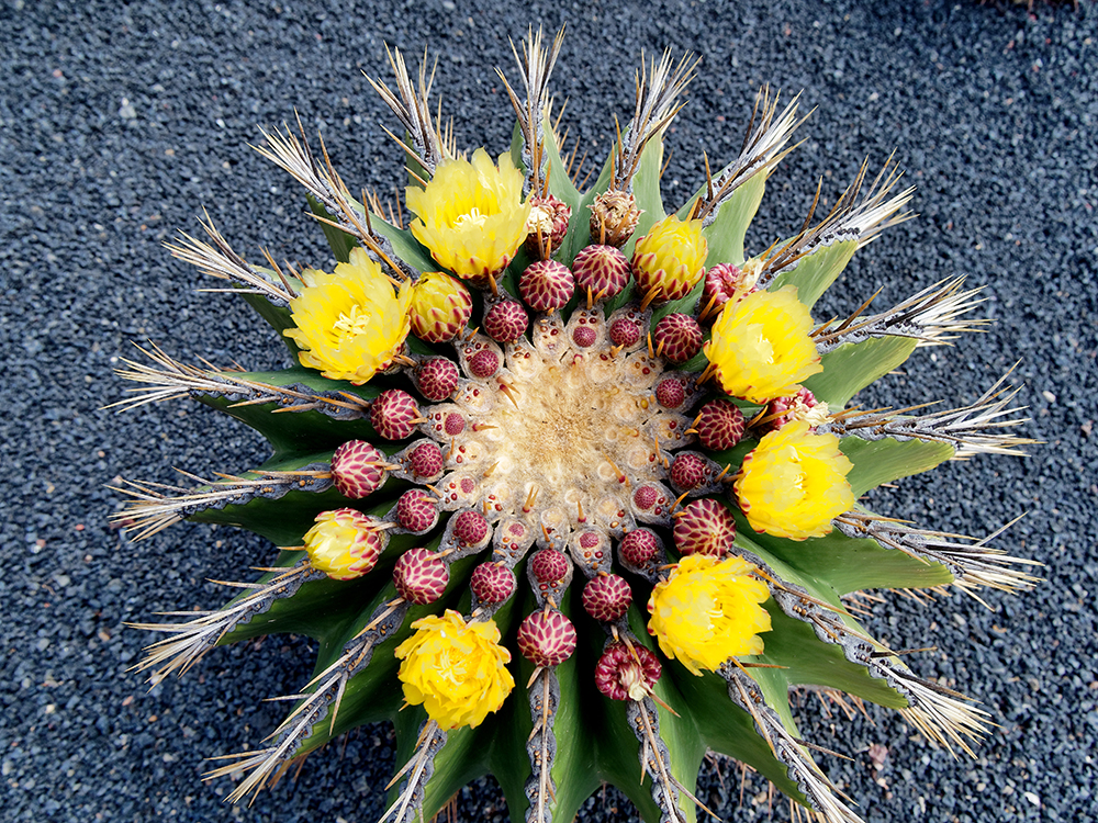 Lanzarote, fleurs de cactus P4230010