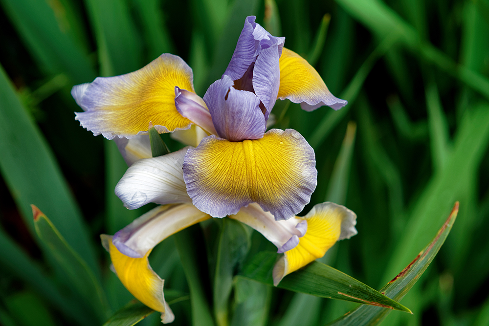 Iris jaune et Parme P5200910