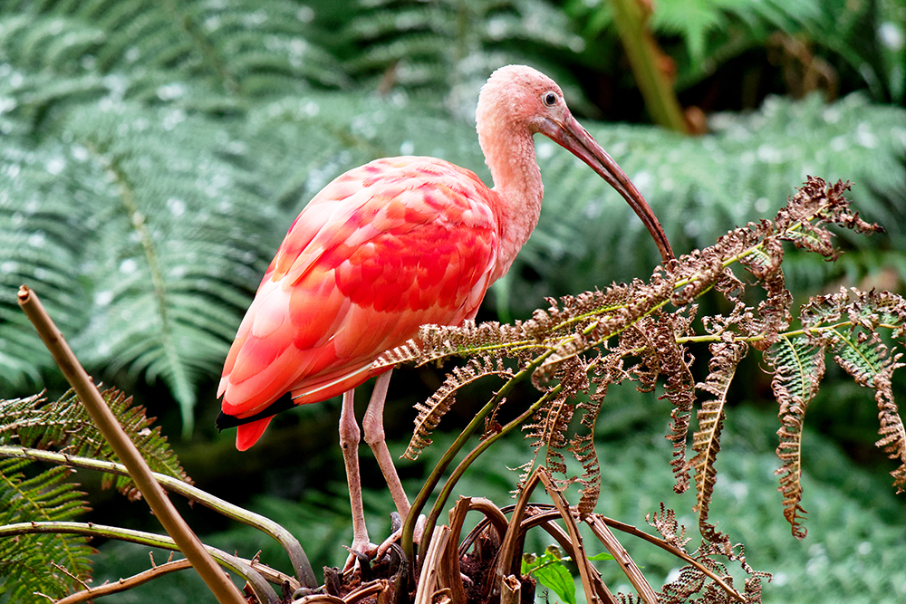 Ibis, zoo de Beauval P9231412