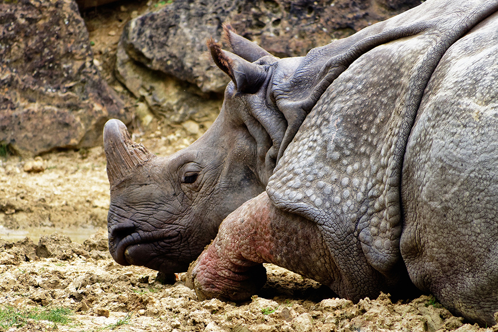 Rhinocéros, zoo de Beauval P9231413