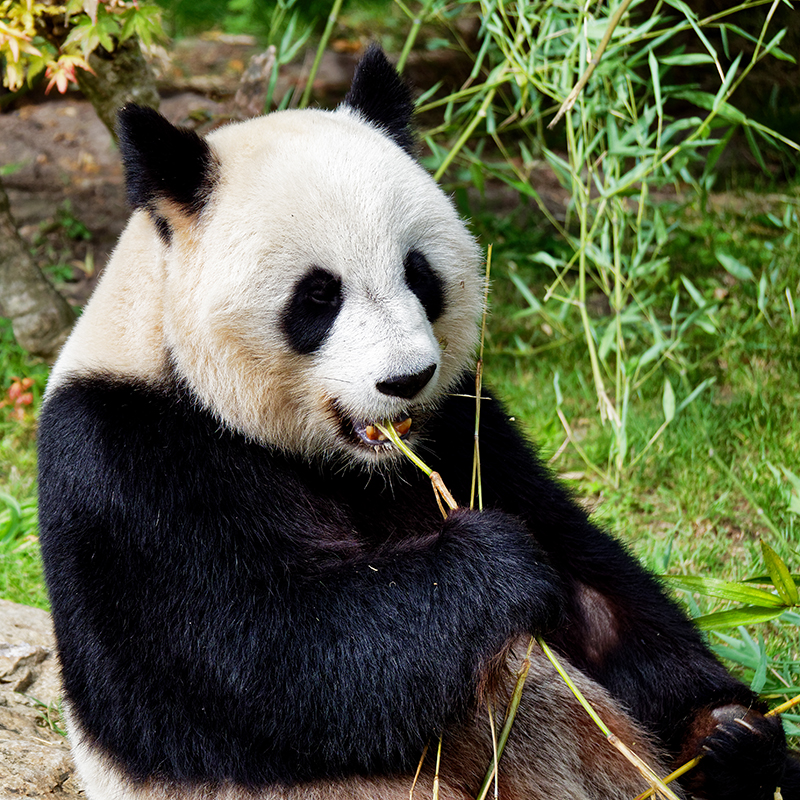 Panda géant, zoo de Beauval P9231511