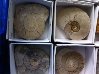 fossils for sale (downsizing my collection) 08310