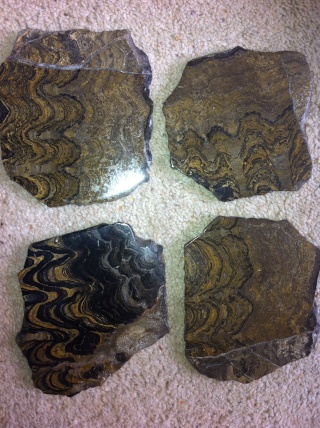 fossils for sale (downsizing my collection) 10010