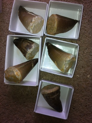 fossils for sale (downsizing my collection) 10210