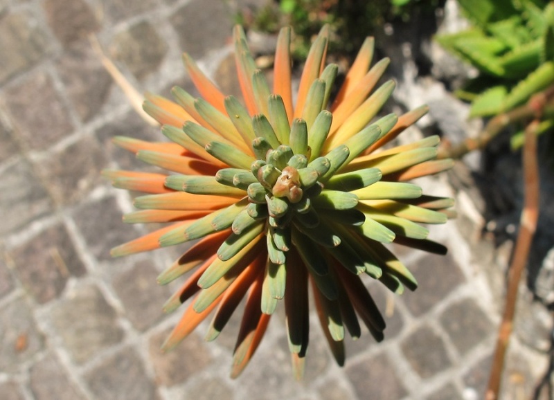 Aloe mitriformis hybride 00525