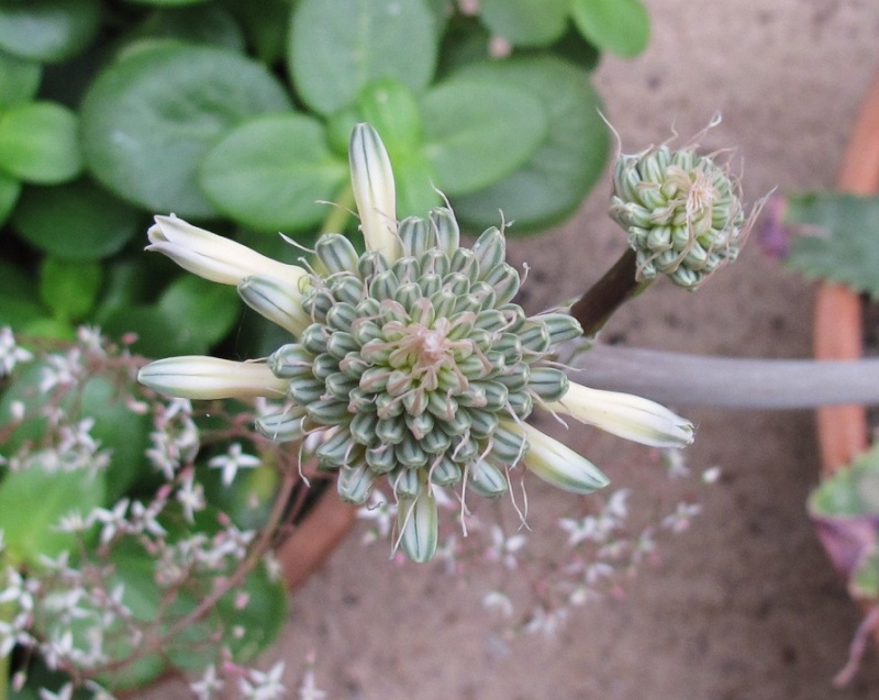 Aloe prinslooi 00810