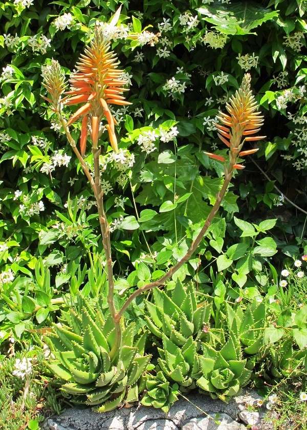 Aloe mitriformis hybride 02321