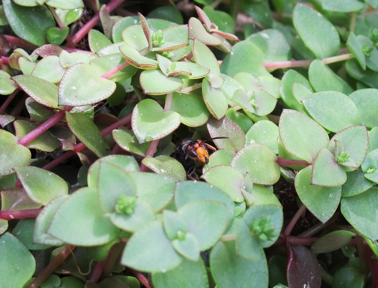 Comment je me suis retrouv accul dans la serre. 03711