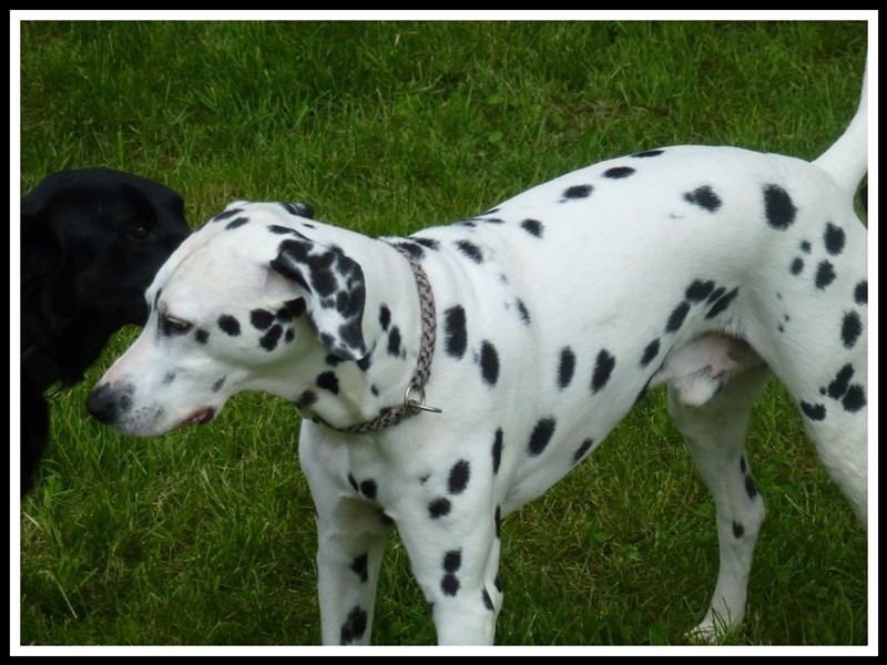 Vito Dalmatien sourd de bientôt 6 ans - Page 9 Vito_e12