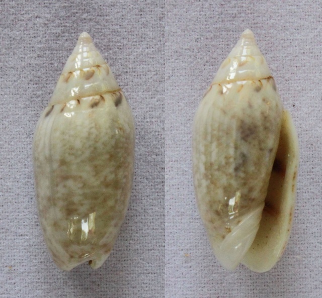Omogymna nitidula nitidula (Duclos, 1835) - Worms = Oliva ozodona nitidula Duclos, 1835 Panora16