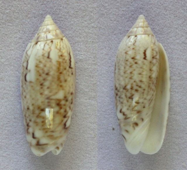 Americoliva flammulata f. verdensis (Petuch & Sargent, 1986) - Worms = Oliva flammulata Lamarck, 1811 Panora28
