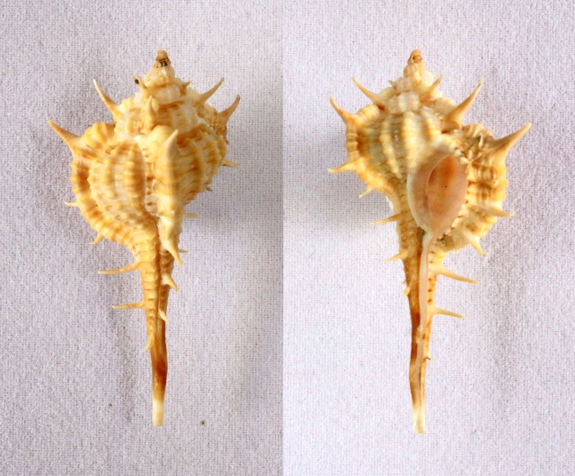 Vokesimurex donmoorei (Bullis, 1964)  Panora33