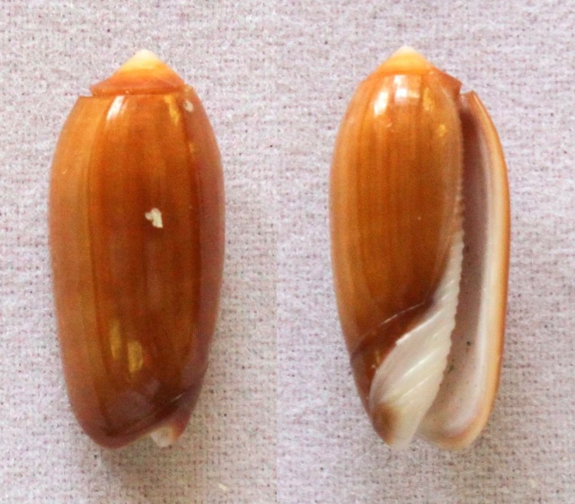 Galeola sidelia f. volvarioides (Duclos, 1840) - Worms = Oliva todosina f. volvarioidesDuclos, 1840 Panora46