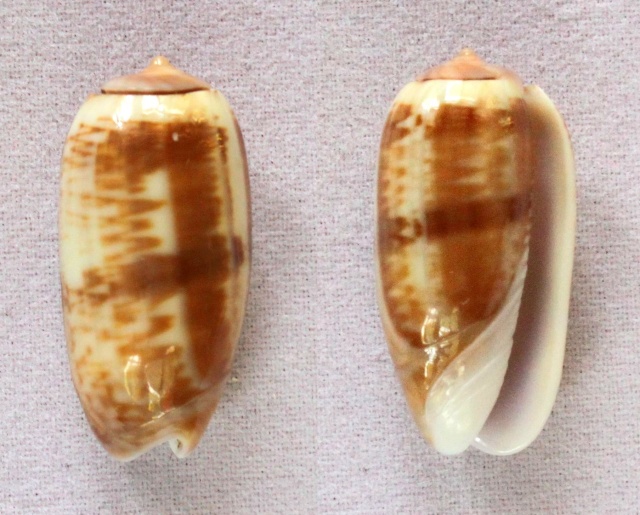 Galeola sidelia (Duclos, 1840) - Worms = Oliva sidelia Duclos, 1840 Panora49