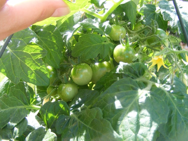 PNW Tomato Tuesday 2013 - Page 2 Dscf0061