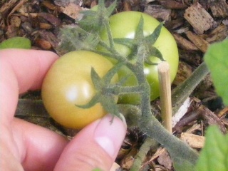 PNW Tomato Tuesday 2013 - Page 2 Dscf0072