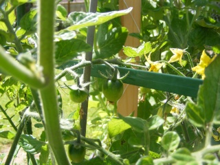 PNW Tomato Tuesday 2013 - Page 2 Dscf0075