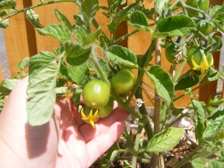 PNW Tomato Tuesday 2013 - Page 2 Dscf0077