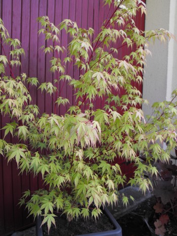 Acer palmatum 'Dissectum' !!! - Page 2 Copie_21