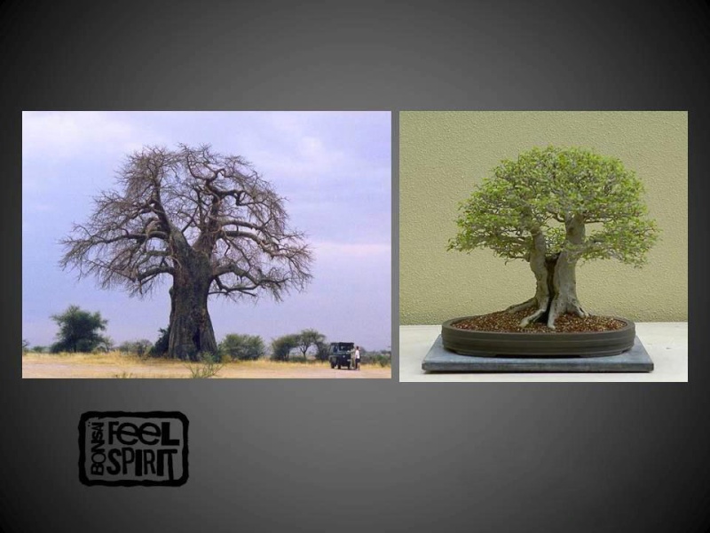 Albero vs Bonsai (ispirazione x stili naturali) 2210