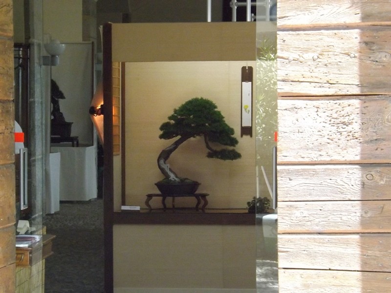 XV Mostra Bonsai di Coordinamento a Monticello Brianza-Villa Greppi - Pagina 2 Dscf1014