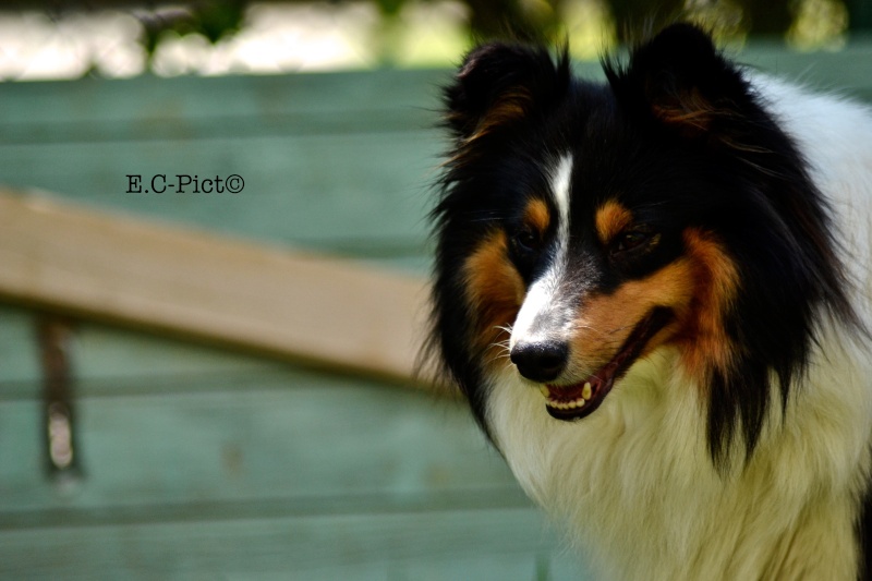 Pouliche, chiens, chats, rats, il y a de quoi faire!  Dsc_0013