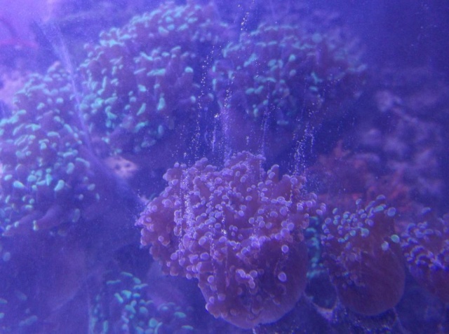 Coral Slime Stand011