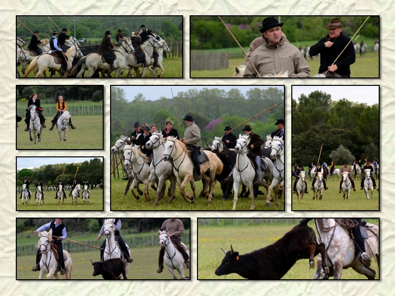 Concours de ferrades manade Vitou (28/04/2013) Untitl15