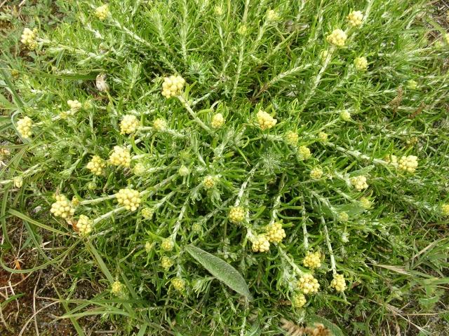 Helichrysum stoechas [identification] Juille10