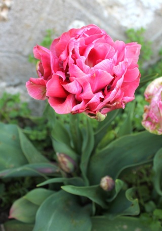 tulipe - Tulipa - grands hybrides - tulipes chics et kitch (sections 1 à 11) - Page 5 Tulipe10
