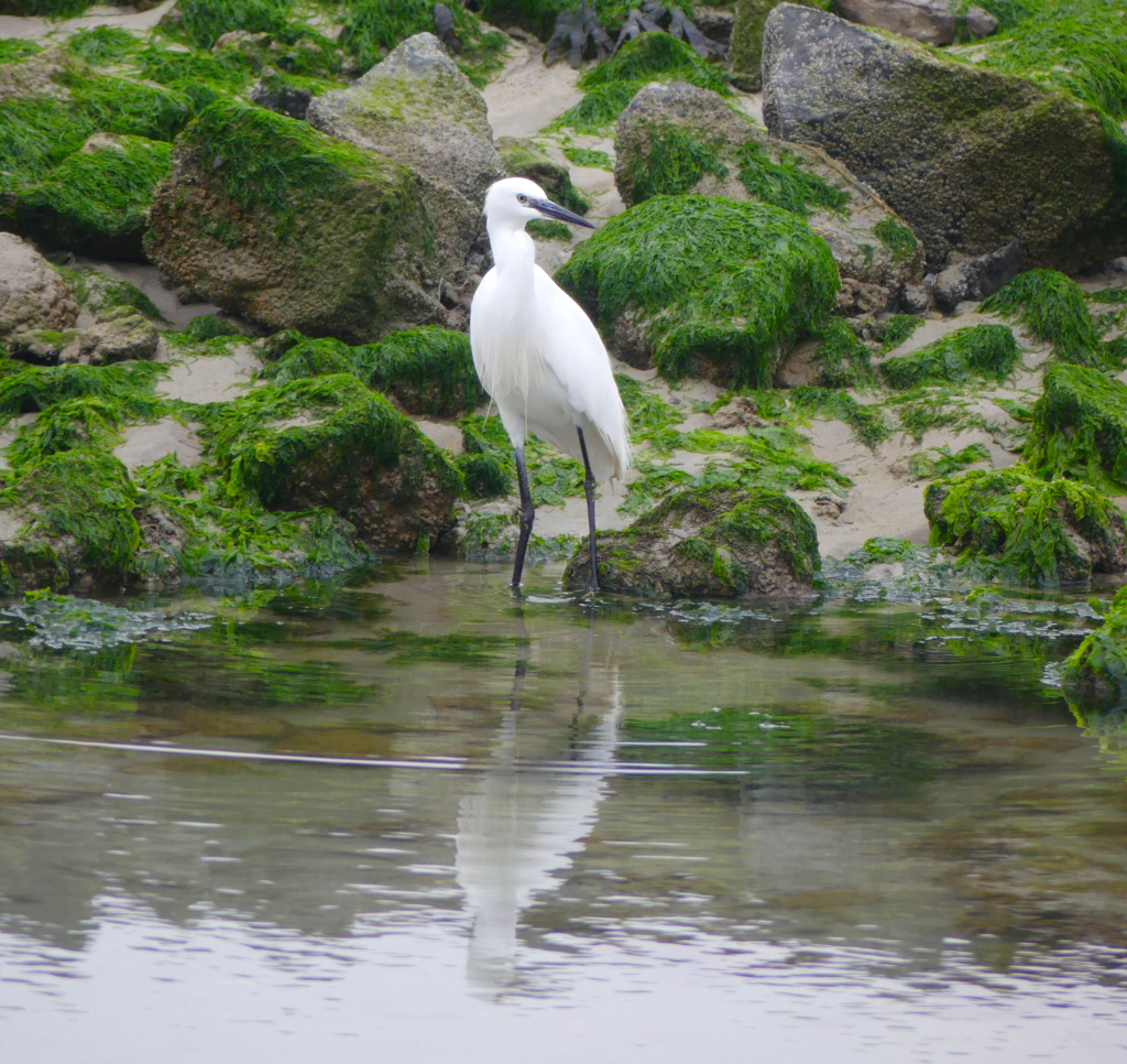 Aigrette Aigret10