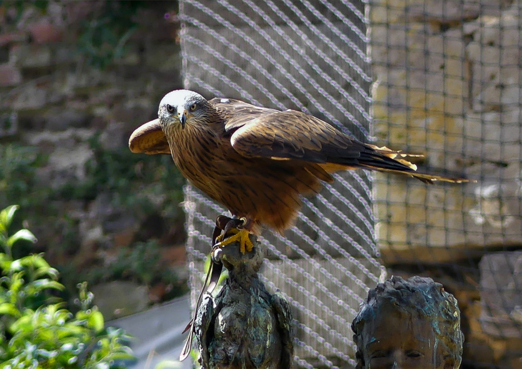 rapace pairi Daiza Pairi_10
