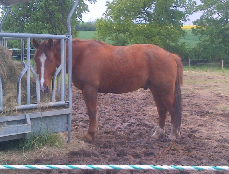 ULYSSE PETIT AUNAY GPLV - Cob Normand né en 2008 - adopté en mai 2013 par Alexandre et Barbara Ulysse10