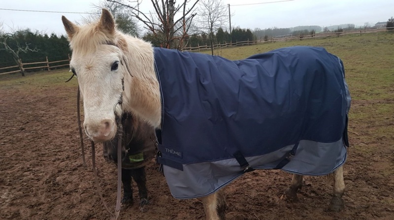 GRIBOUILLE - ONC Poney né en 1994 - adopté en août 2009 par Carol Ann (caro41) 0012