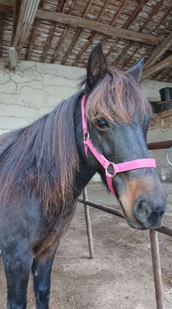 SIDONIE - ONC Poney née en 2006 - Adoptée en décembre 2018 par Michele 1619