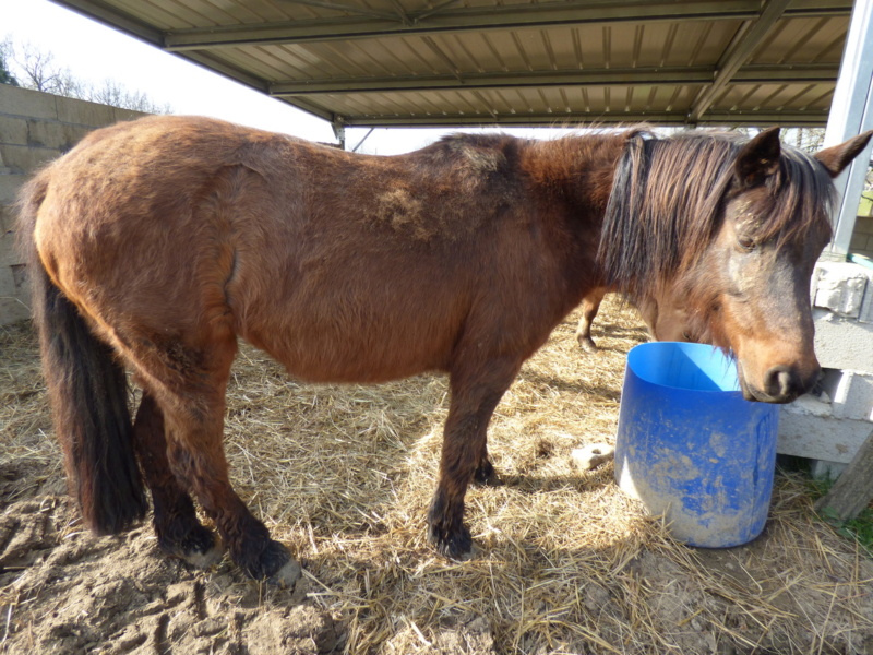 MAZURKA - ONC Poney née en 2000 - adoptée en juillet 2012 par Milia - Page 3 20-cot11