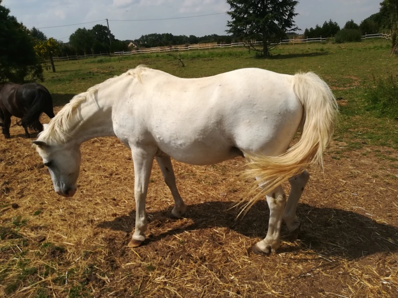 GRIBOUILLE - ONC poney né en 1994 - adopté en août 2009 par Carol Ann 2018_090