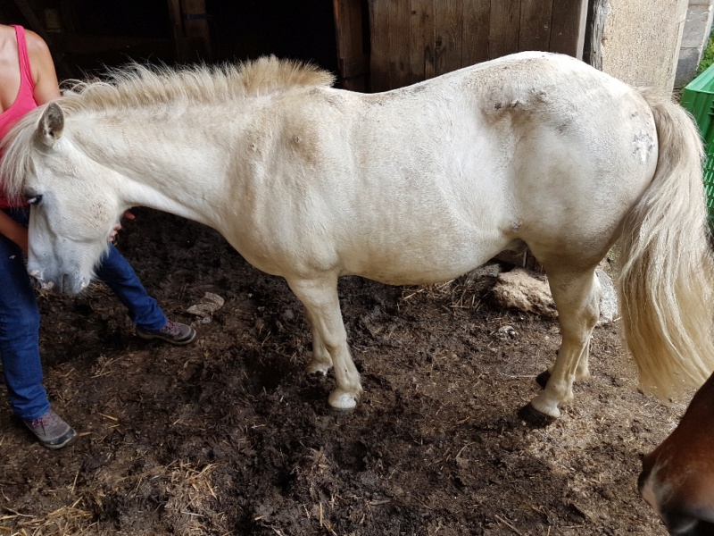 APACHE - ONC poney typé Shetland né en 1997- adopté en juillet 2015 par Claire 2018_133