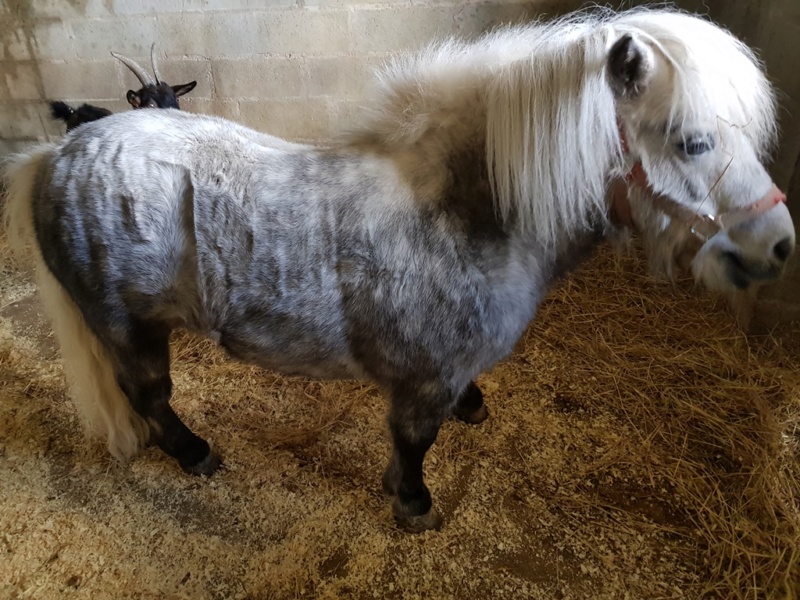 BOBb - ONC Poney typé Shetland  né en 2011 - adopté en décembre 2014 par Christian 2018_453