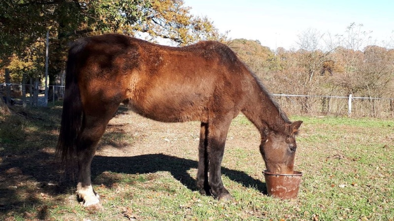 BANDIT - ONC Poney né en 1991 - adopté en septembre 2015 par Joëlle  //  Le plus beau papy poney du Limousin et d'ailleurs - Page 5 2018_455