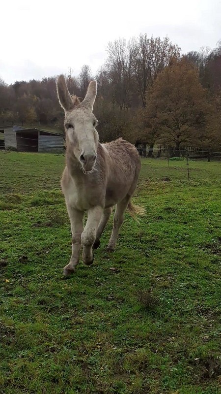 POTIRON - ONC âne né en 2001 - adopté en juin 2020 par Valérie 20191052