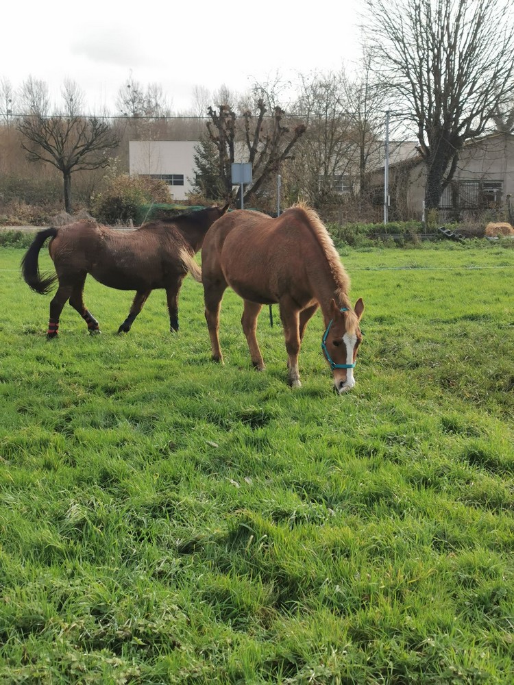 TEXx – OI typé QH né en 1996 – adopté en décembre 2019 par Thomas 20191110