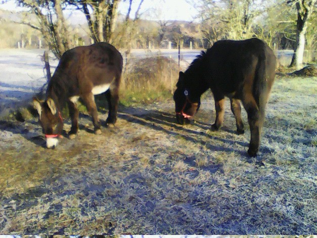 POMPONETTE – Anesse née en 2010 - Adoptée en mai 2018 avec Pompon par Martine 2019_020