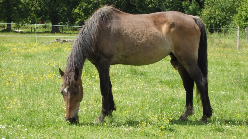 BANDIT - ONC Poney né en 1991 - adopté en septembre 2015 par Joëlle  //  Le plus beau papy poney du Limousin et d'ailleurs - Page 5 2019_619