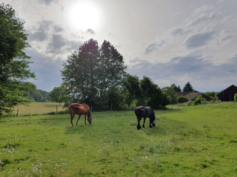 FOUDRE - ONC selle typée Mérens née en 2002 - adoptée en mars 2019  par Elodie 2019_624