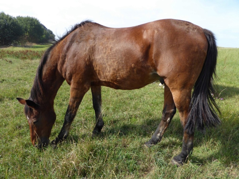 DIACRE - SF né en 1991 - adopté en décembre 2010 par clem 2019_772