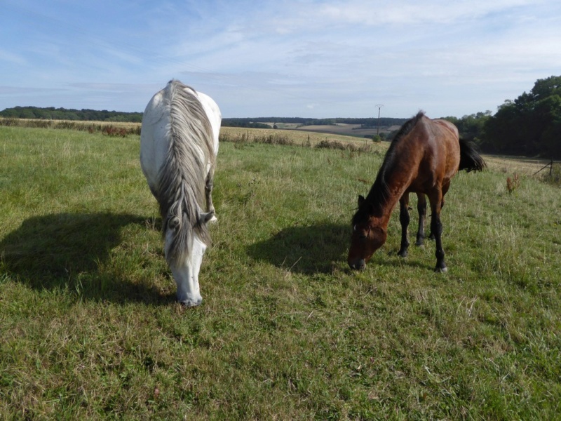 ATHOS - Trait Percheron né en 2010 - adopté en novembre 2019 par Lina - Page 2 2019_775