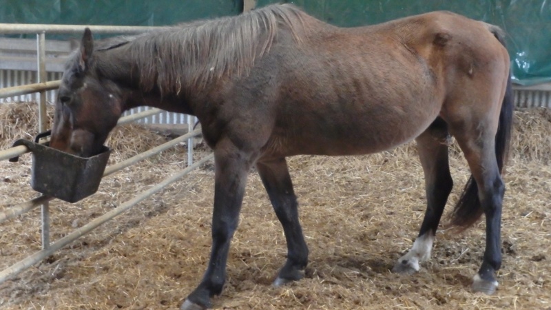 BANDIT - ONC Poney né en 1991 - adopté en septembre 2015 par Joëlle  //  Le plus beau papy poney du Limousin et d'ailleurs - Page 5 20201247