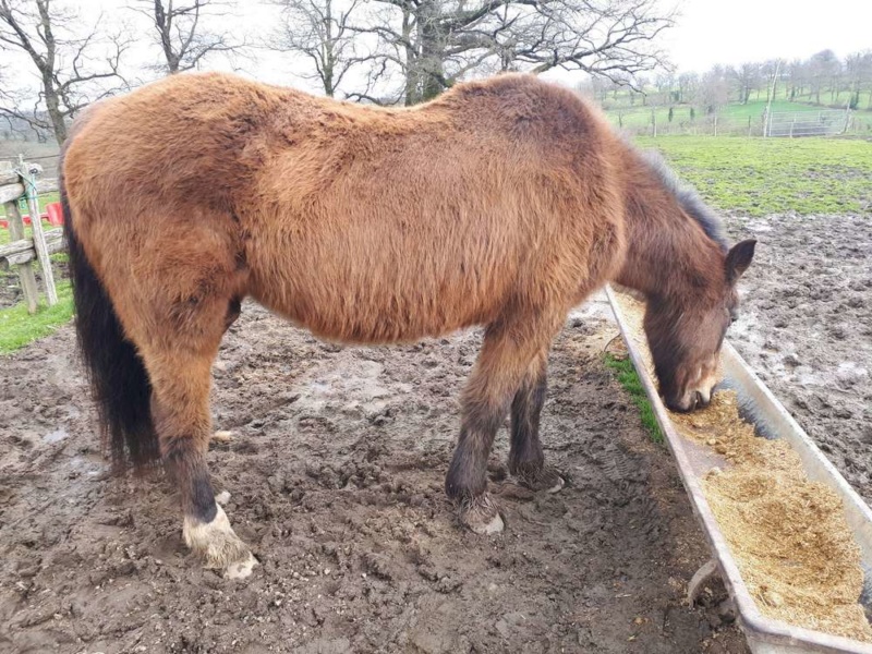 BANDIT - ONC Poney né en 1991 - adopté en septembre 2015 par Joëlle  //  Le plus beau papy poney du Limousin et d'ailleurs - Page 5 2020_296