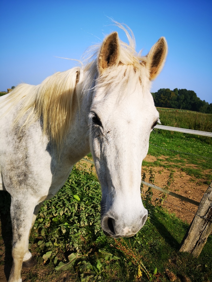 JESSY - ONC Selle né en 1997 - adopté en novembre 2021 par Mathlide 20211325